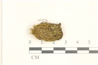 藏品(脆枝曲柄蘚)的圖片