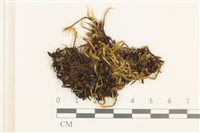 藏品(毛尖曲柄蘚)的圖片