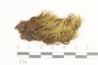 藏品(貴州曲柄蘚)的圖片