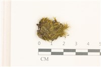 藏品(梨蒴曲柄蘚)的圖片