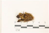 藏品(曲尾蘚科)的圖片