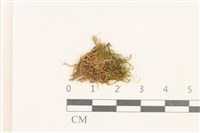 藏品(假狗牙蘚)的圖片