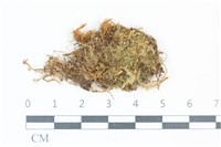 藏品(長葉青毛蘚)的圖片