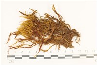 藏品(沼澤皺蒴蘚)的圖片