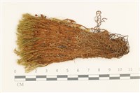 藏品(直葉珠蘚)的圖片