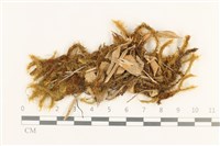 藏品(仰葉熱澤蘚)的圖片