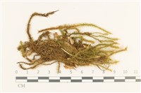 藏品(雲南熱澤蘚)的圖片