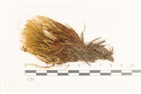 藏品(珠蘚科)的圖片