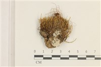 藏品(銀蘚)的圖片