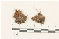 藏品(高山真蘚)的圖片