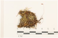 藏品(高山真蘚)的圖片