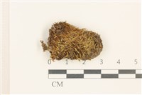 藏品(極地真蘚)的圖片