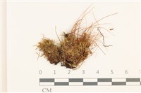 藏品(叢生真蘚)的圖片