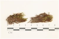 藏品(叢生真蘚)的圖片