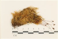 藏品(卷葉真蘚)的圖片