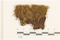 藏品(圓葉真蘚)的圖片