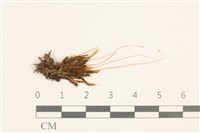 藏品(沼生真蘚)的圖片