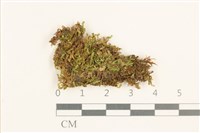 藏品(強肋蘚)的圖片