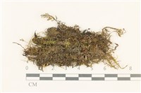 藏品(粗齒雉尾蘚)的圖片