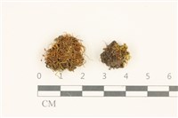 藏品(長葉柳葉蘚)的圖片