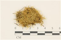 藏品(長葉柳葉蘚)的圖片