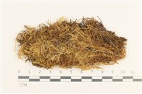 藏品(多態細濕蘚)的圖片