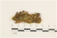 藏品(稀齒細濕蘚)的圖片