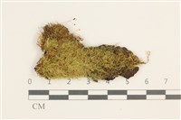 藏品(沼生細濕蘚)的圖片