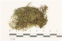 藏品(溪邊青蘚)的圖片