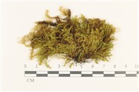 藏品(皺葉青蘚)的圖片