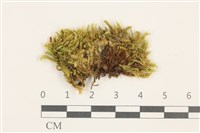 藏品(皺葉青蘚)的圖片