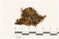 藏品(勃氏青蘚)的圖片