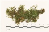 藏品(石地青蘚)的圖片