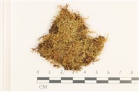 藏品(石地青蘚)的圖片