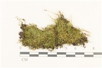 藏品(燕尾蘚)的圖片