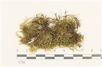 藏品(短尖燕尾蘚)的圖片