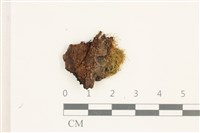 藏品(柳葉反齒蘚)的圖片