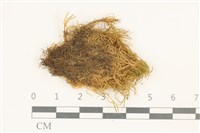 藏品(柳葉反齒蘚)的圖片