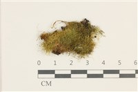 藏品(柳葉反齒蘚)的圖片