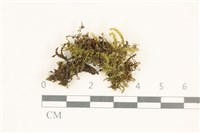 藏品(羽枝梳蘚)的圖片