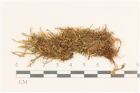 藏品(彎葉扁灰蘚)的圖片