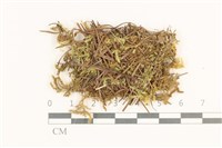 藏品(扁灰蘚)的圖片