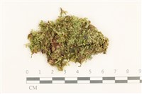 藏品(扁灰蘚)的圖片