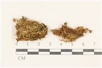 藏品(東亞小錦蘚)的圖片