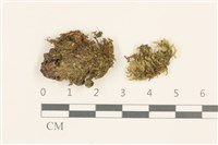 藏品(全緣小錦蘚)的圖片