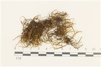 藏品(扁枝牛舌蘚)的圖片