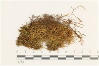 藏品(小牛舌蘚)的圖片