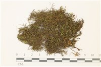 藏品(碎葉牛舌蘚)的圖片