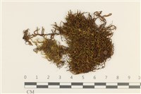 藏品(耳垂牛舌蘚)的圖片