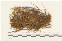 藏品(扁枝牛舌蘚)的圖片